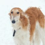 Sonya Borzoi