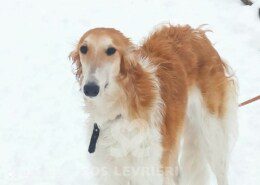 Sonya Borzoi