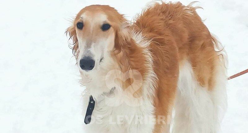 Sonya Borzoi