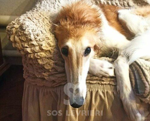Sonya Borzoi