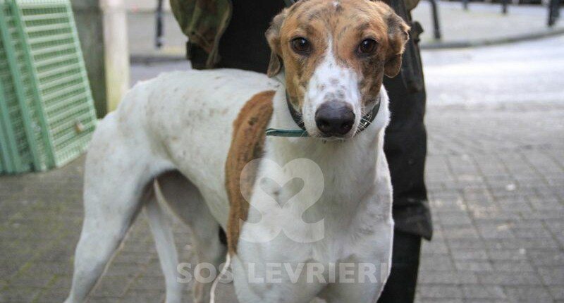 Sparky 2 Greyhound