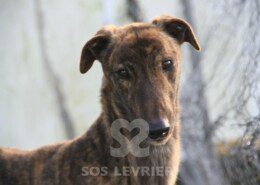 Syd Greyhound