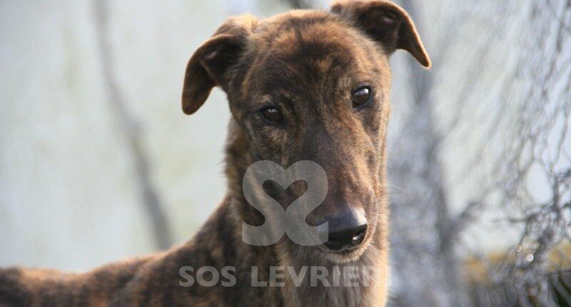 Syd Greyhound