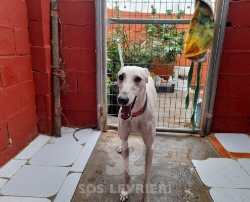 Virgo Galgo