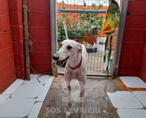 Virgo Galgo