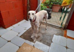 Virgo Galgo