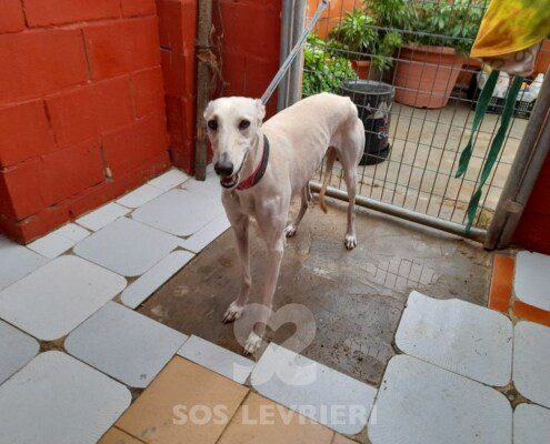 Virgo Galgo