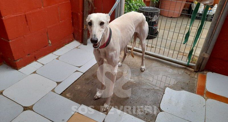 Virgo Galgo