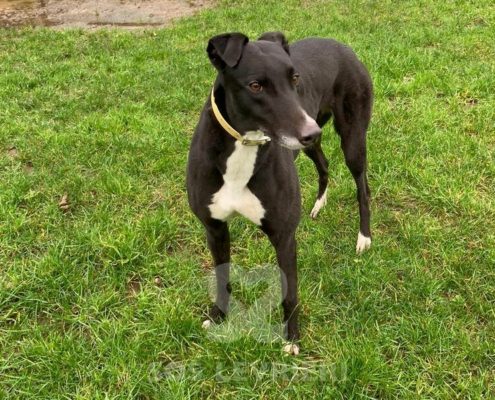 Arrivo Greyhound SOS Levrieri sabato 19 Febbraio 2022