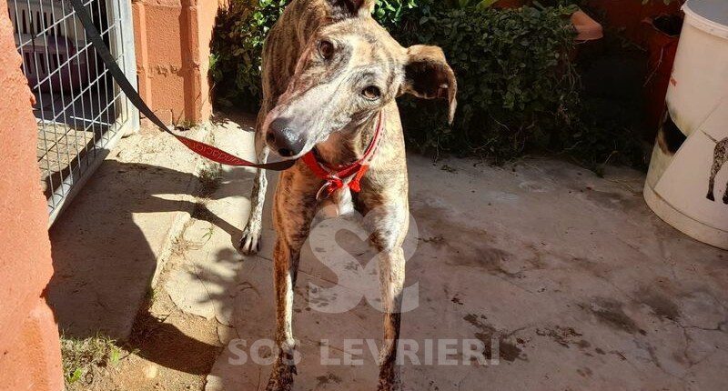 Babilonia Galgo