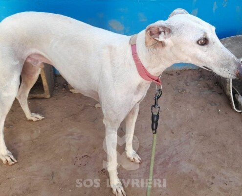 Coco 6 Galgo