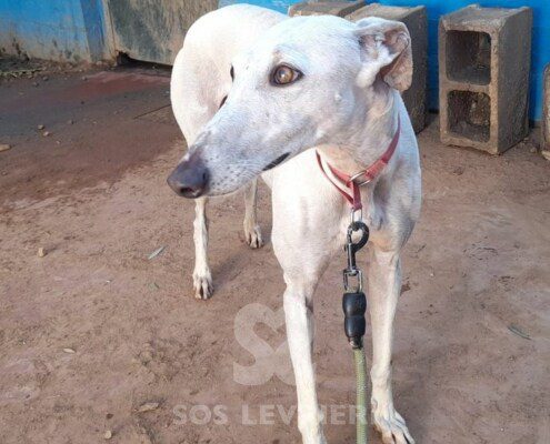Coco 6 Galgo