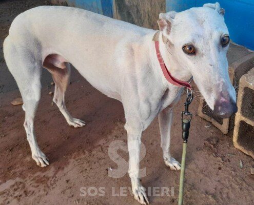 Coco 6 Galgo