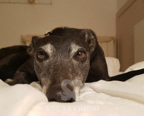 Emma 4 Greyhound