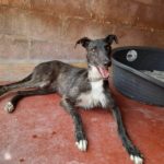 Kenzo 2 Galgo