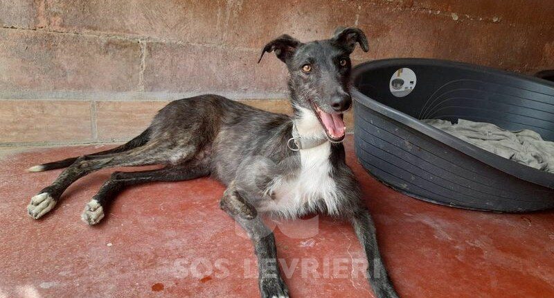 Kenzo 2 Galgo