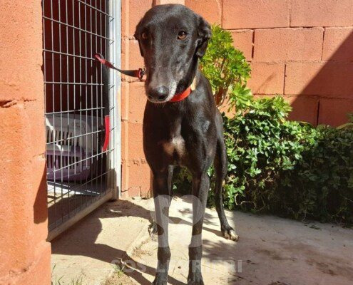 Pantera Galgo