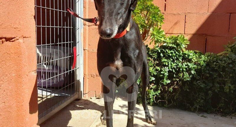 Pantera Galgo