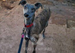 Varya Galgo