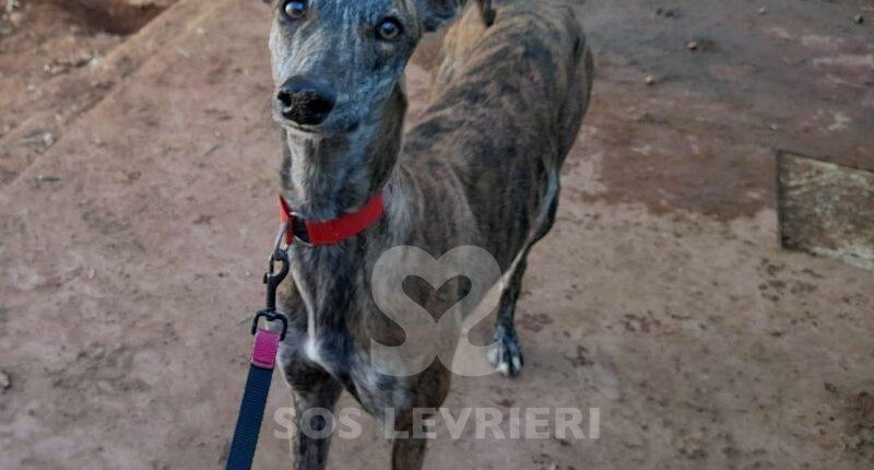 Varya Galgo