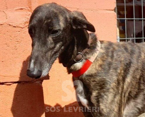 Alamo Galgo