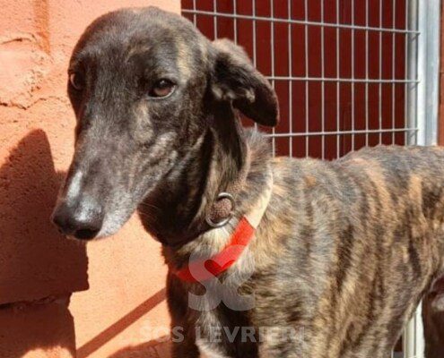 Alamo Galgo