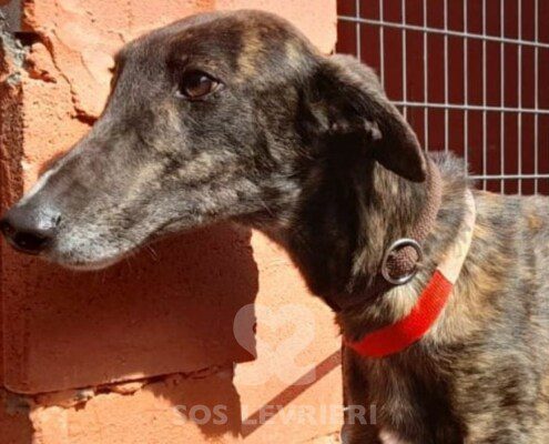 Alamo Galgo