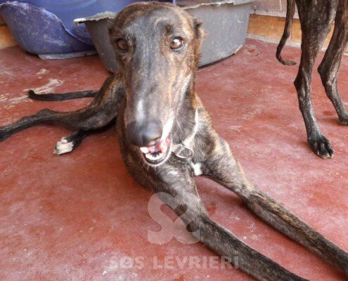 Alamo Galgo