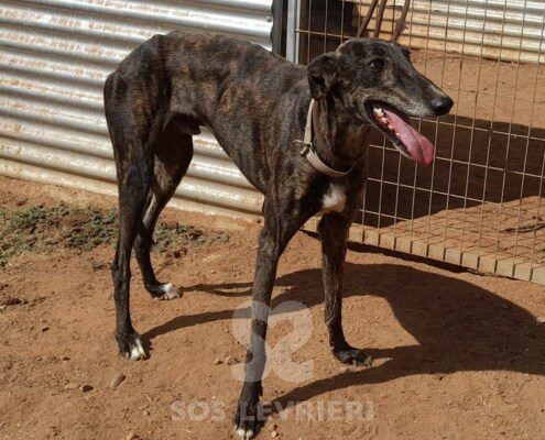 Alamo Galgo
