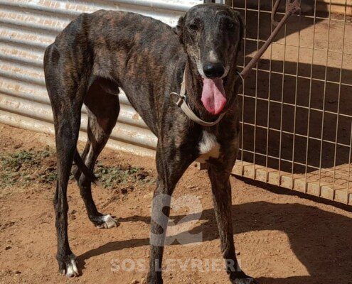 Alamo Galgo