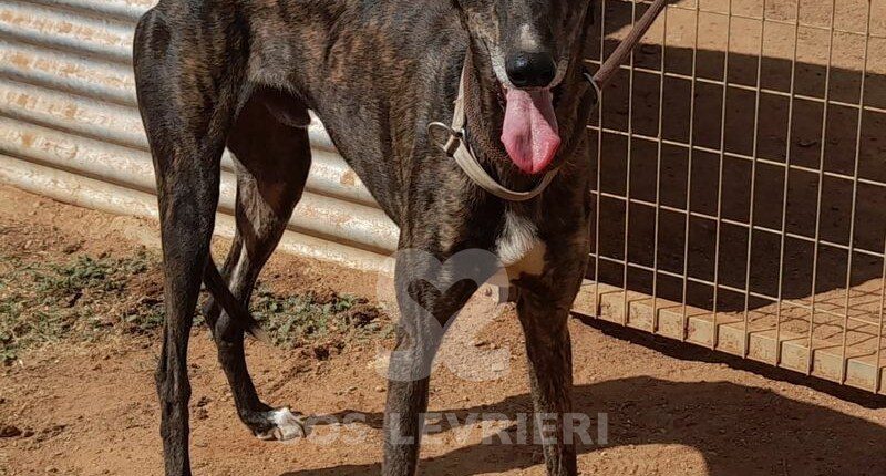 Alamo Galgo