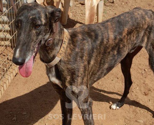 Alamo Galgo