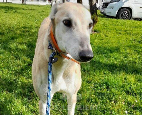 Anastasia 4 Greyhound