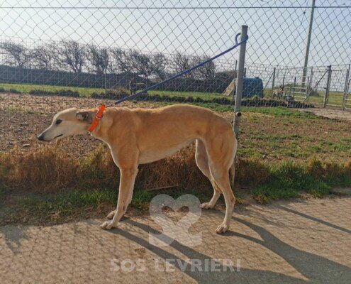 Anastasia 4 Greyhound