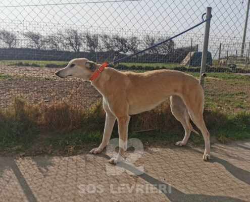 Anastasia 4 Greyhound