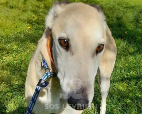 Anastasia 4 Greyhound