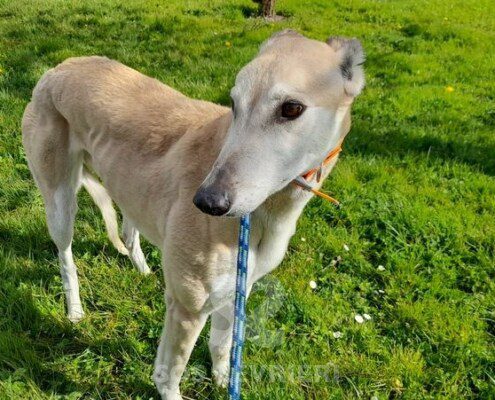 Anastasia 4 Greyhound