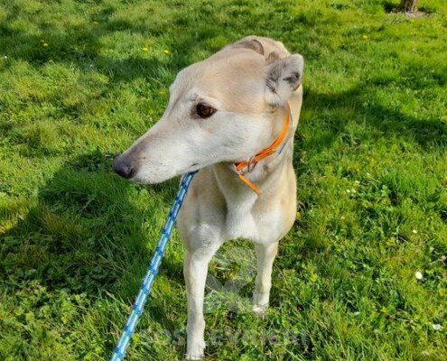 Anastasia 4 Greyhound