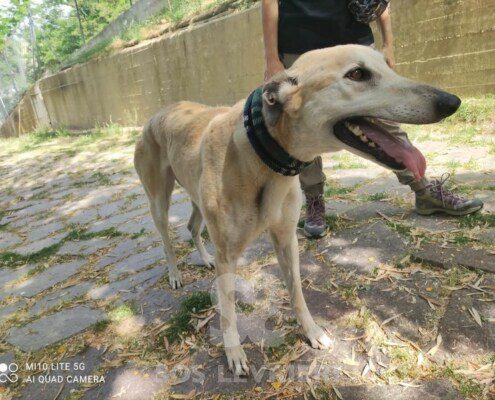 Anastasia 4 Greyhound