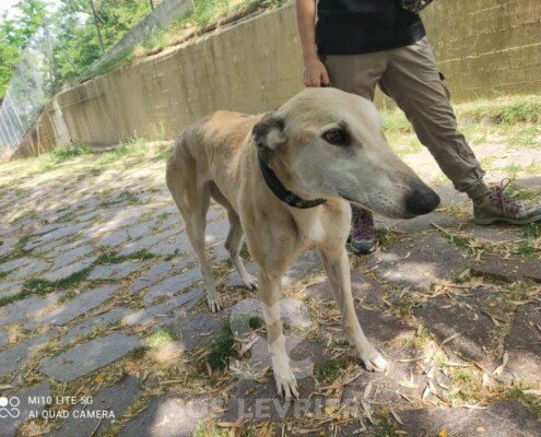 Anastasia 4 Greyhound