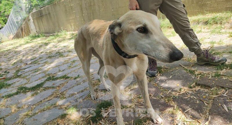 Anastasia 4 Greyhound