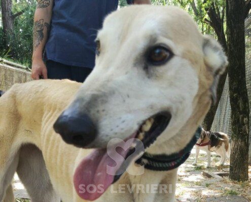 Anastasia 4 Greyhound