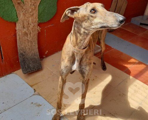 Arcadia Galgo