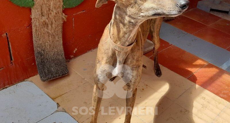 Arcadia Galgo