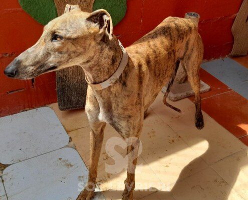 Arcadia Galgo
