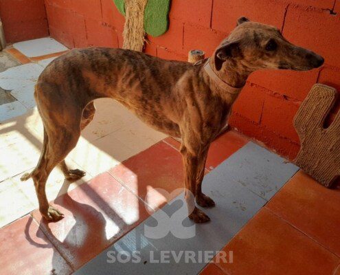 Arcadia Galgo