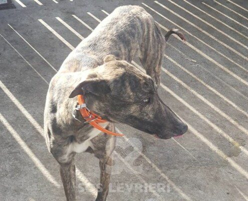 Benny 2 Greyhound