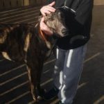 Benny 2 Greyhound