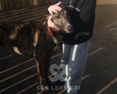 Benny 2 Greyhound