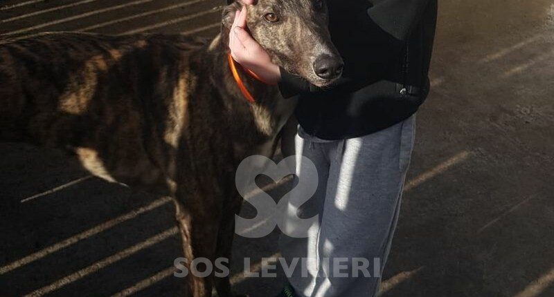 Benny 2 Greyhound